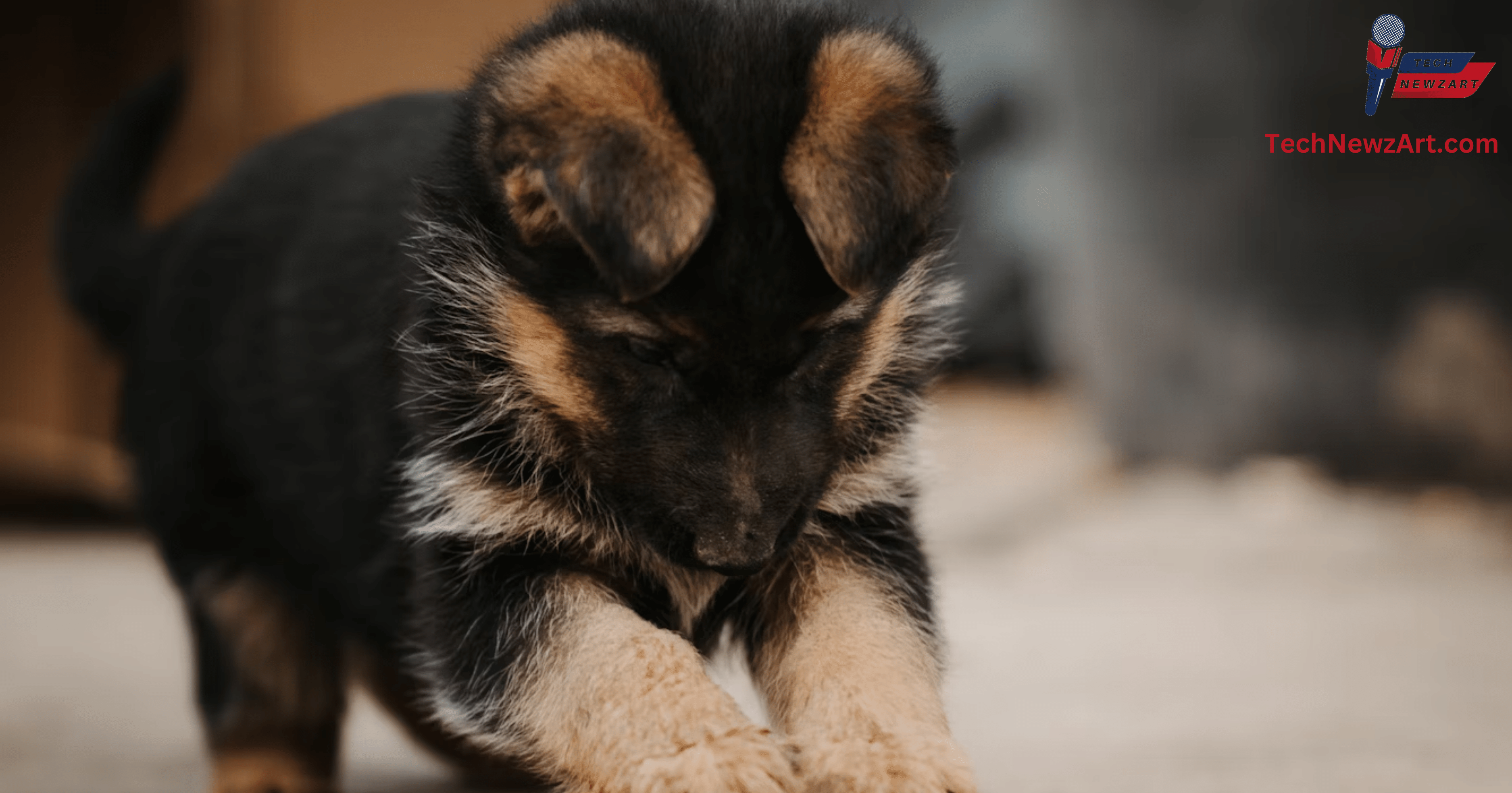 German Shepherd Puppies for Sale